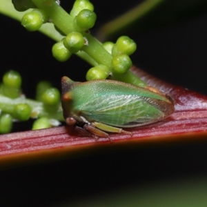 Sextius virescens at Acton, ACT - 14 Aug 2022