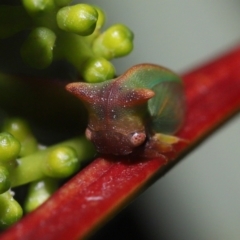 Sextius virescens at Acton, ACT - 14 Aug 2022