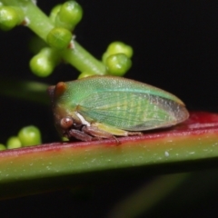 Sextius virescens at Acton, ACT - 14 Aug 2022