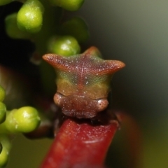 Sextius virescens at Acton, ACT - 14 Aug 2022 10:10 AM