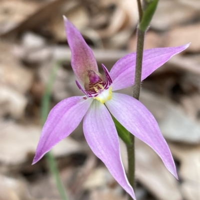 Caladenia carnea (Pink Fingers) at Jervis Bay, JBT - 15 Aug 2022 by AnneG1