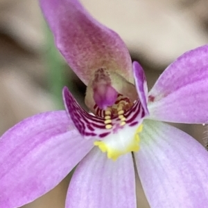 Caladenia carnea at Jervis Bay, JBT - suppressed