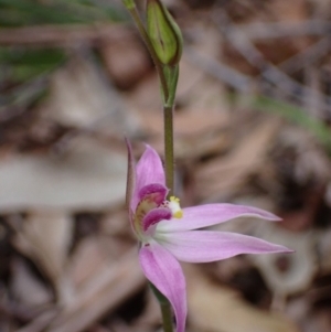 Caladenia carnea at Jervis Bay, JBT - suppressed