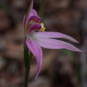 Caladenia carnea at Jervis Bay, JBT - suppressed