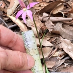 Caladenia carnea at Jervis Bay, JBT - suppressed