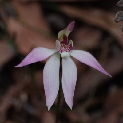 Caladenia alata (Fairy Orchid) at Booderee National Park - 15 Aug 2022 by AnneG1
