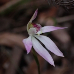 Caladenia alata at Jervis Bay, JBT - 15 Aug 2022