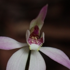 Caladenia alata at Jervis Bay, JBT - 15 Aug 2022