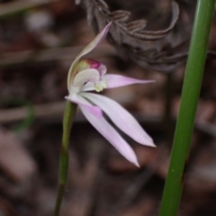 Caladenia alata at Jervis Bay, JBT - suppressed