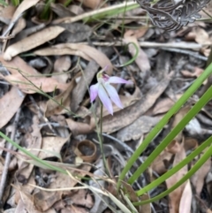 Caladenia alata at Jervis Bay, JBT - suppressed