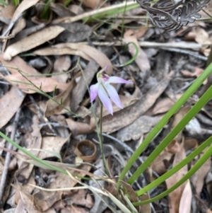 Caladenia alata at Jervis Bay, JBT - suppressed