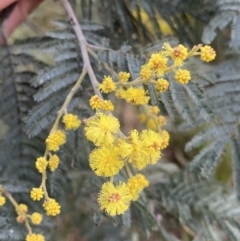 Acacia dealbata subsp. subalpina (Monaro Silver-wattle) at Paddys River, ACT - 6 Aug 2022 by NedJohnston