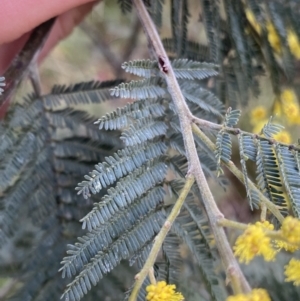 Acacia dealbata subsp. subalpina at Paddys River, ACT - 6 Aug 2022 01:59 PM