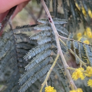 Acacia dealbata subsp. subalpina at Paddys River, ACT - 6 Aug 2022