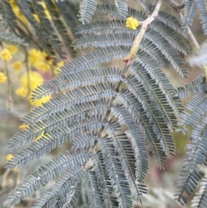 Acacia dealbata subsp. subalpina at Paddys River, ACT - 6 Aug 2022