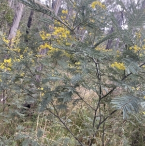 Acacia dealbata subsp. subalpina at Paddys River, ACT - 6 Aug 2022