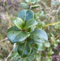 Coprosma hirtella (Currant Bush) at Paddys River, ACT - 6 Aug 2022 by NedJohnston