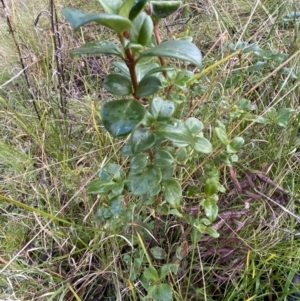 Coprosma hirtella at Paddys River, ACT - 6 Aug 2022