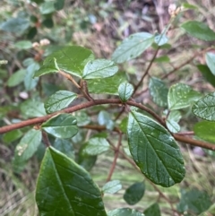 Pomaderris betulina subsp. actensis (Canberra Pomaderris) at Paddys River, ACT - 6 Aug 2022 by NedJohnston