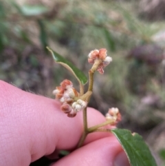 Pomaderris betulina subsp. actensis at Paddys River, ACT - 6 Aug 2022 01:55 PM