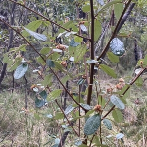 Pomaderris betulina subsp. actensis at Paddys River, ACT - 6 Aug 2022