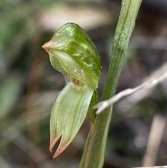 Bunochilus sp. (Leafy Greenhood) at Paddys River, ACT - 6 Aug 2022 by NedJohnston