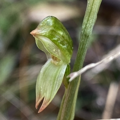 Bunochilus sp. (Leafy Greenhood) at Paddys River, ACT - 6 Aug 2022 by Ned_Johnston