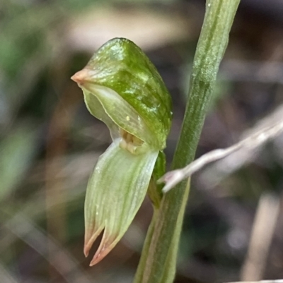 Bunochilus sp. (Leafy Greenhood) at Paddys River, ACT - 6 Aug 2022 by NedJohnston