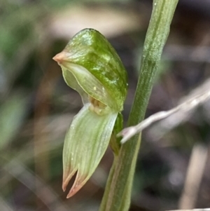 Bunochilus sp. at Paddys River, ACT - 6 Aug 2022