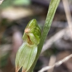 Bunochilus sp. at Paddys River, ACT - 6 Aug 2022