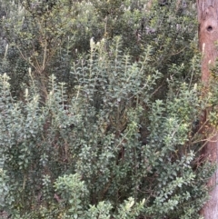 Oxylobium ellipticum at Paddys River, ACT - 6 Aug 2022