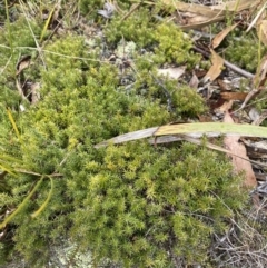 Acrotriche serrulata (Ground-berry) at Tidbinbilla Nature Reserve - 6 Aug 2022 by Ned_Johnston