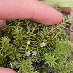 Acrotriche serrulata at Paddys River, ACT - 6 Aug 2022 01:47 PM