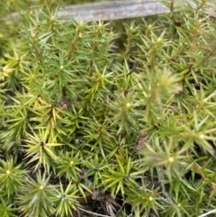 Acrotriche serrulata at Paddys River, ACT - 6 Aug 2022