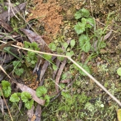 Veronica calycina (Hairy Speedwell) at Paddys River, ACT - 6 Aug 2022 by NedJohnston