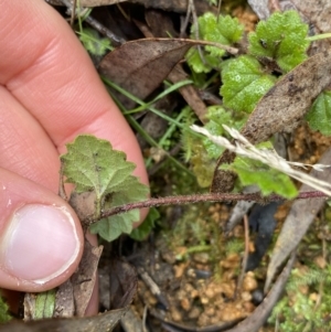 Veronica calycina at Paddys River, ACT - 6 Aug 2022