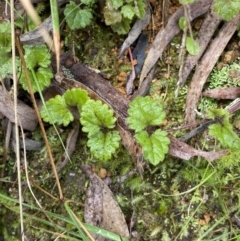 Veronica calycina at Paddys River, ACT - 6 Aug 2022