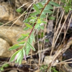 Pimelea (genus) (Rice Flower) at Paddys River, ACT - 6 Aug 2022 by NedJohnston