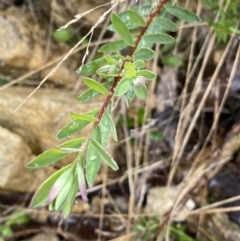 Pimelea sp. (Rice Flower) at Tidbinbilla Nature Reserve - 6 Aug 2022 by Ned_Johnston