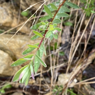 Pimelea (genus) (Rice Flower) at Paddys River, ACT - 6 Aug 2022 by NedJohnston