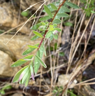 Pimelea sp. (Rice Flower) at Paddys River, ACT - 6 Aug 2022 by Ned_Johnston