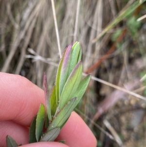Pimelea sp. at Paddys River, ACT - 6 Aug 2022