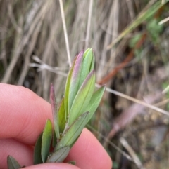 Pimelea sp. at Paddys River, ACT - 6 Aug 2022