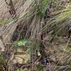 Pimelea sp. at Paddys River, ACT - 6 Aug 2022