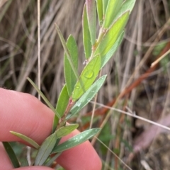 Pimelea sp. at Paddys River, ACT - 6 Aug 2022