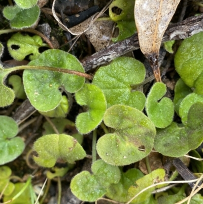 Dichondra repens (Kidney Weed) at Paddys River, ACT - 6 Aug 2022 by NedJohnston