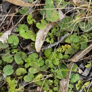 Dichondra repens at Paddys River, ACT - 6 Aug 2022