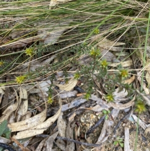 Pultenaea procumbens at Paddys River, ACT - 6 Aug 2022