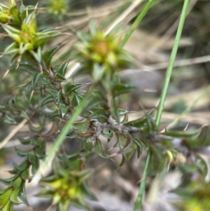 Pultenaea procumbens at Paddys River, ACT - 6 Aug 2022