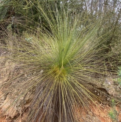 Xanthorrhoea glauca subsp. angustifolia (Grey Grass-tree) at Paddys River, ACT - 6 Aug 2022 by NedJohnston